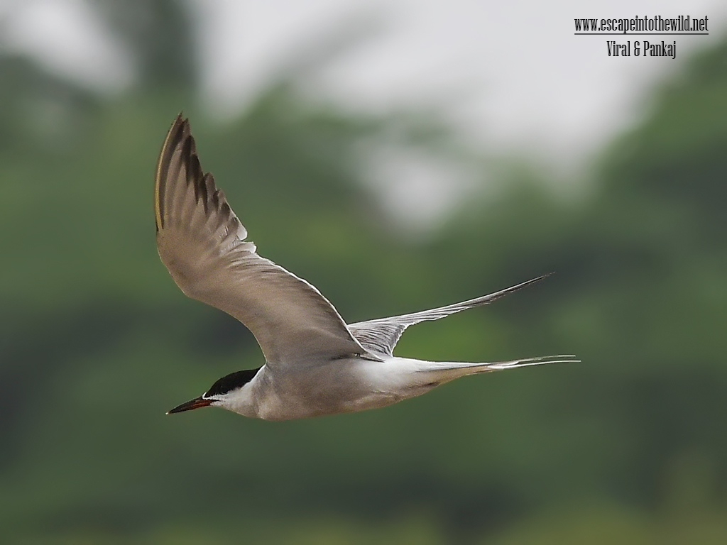 Common Tern
